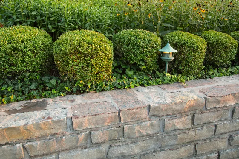 Stone retaining wall bordering a maintained hedge line